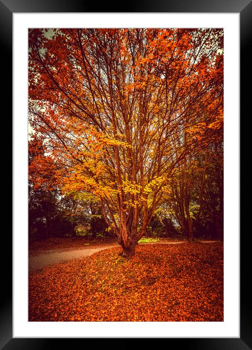 Pretty Autumn Tree Framed Mounted Print by Svetlana Sewell