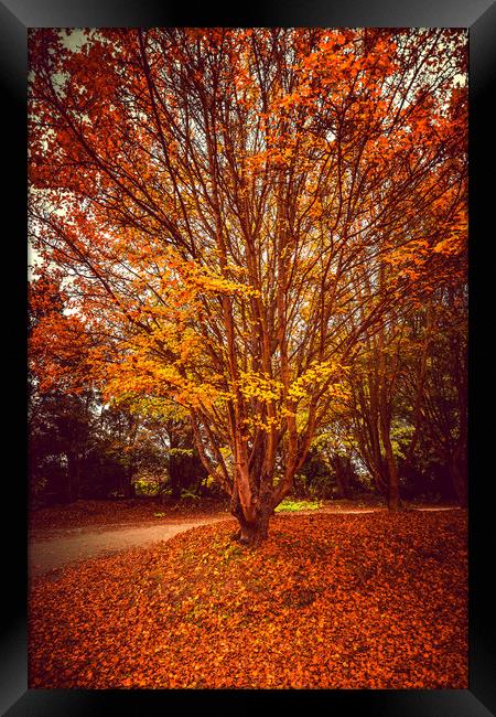 Pretty Autumn Tree Framed Print by Svetlana Sewell