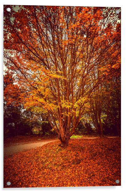 Pretty Autumn Tree Acrylic by Svetlana Sewell
