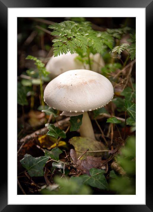 Forest Mushrooms Framed Mounted Print by Svetlana Sewell