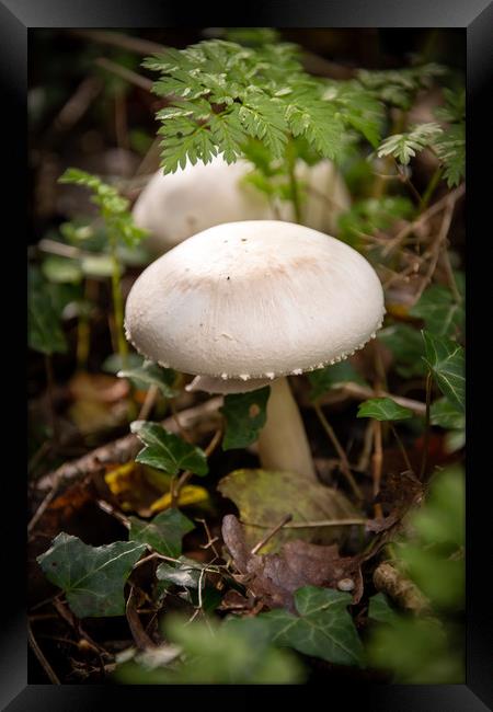 Forest Mushrooms Framed Print by Svetlana Sewell