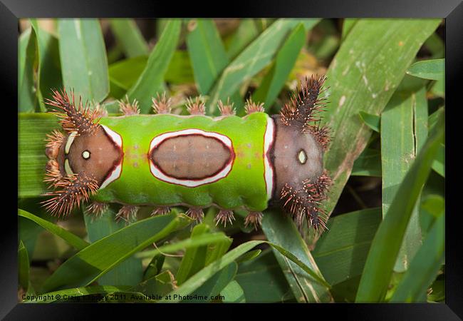 colourfull caterpillar full body Framed Print by Craig Lapsley