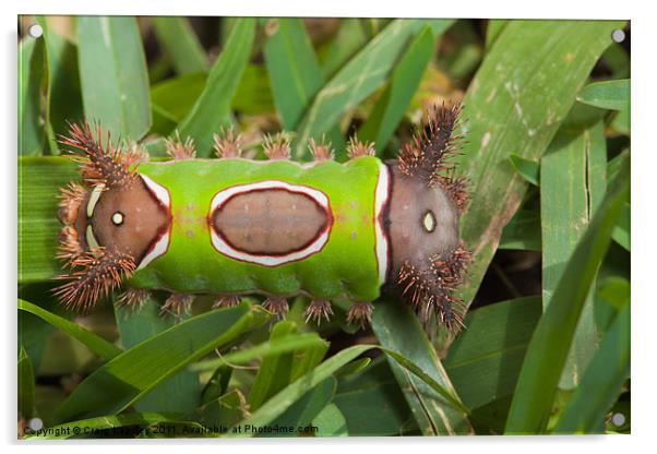 colourfull caterpillar full body Acrylic by Craig Lapsley