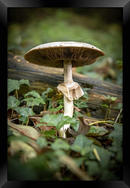 Mushroom Framed Print by Svetlana Sewell