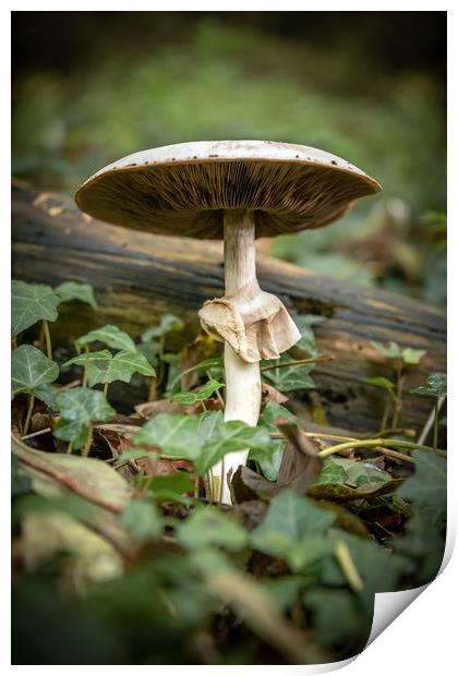 Mushroom Print by Svetlana Sewell