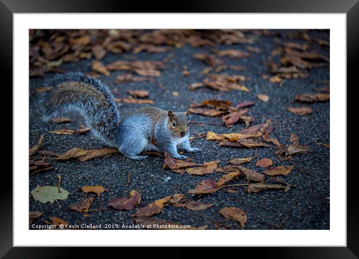 Squirrel Framed Mounted Print by Kevin Clelland