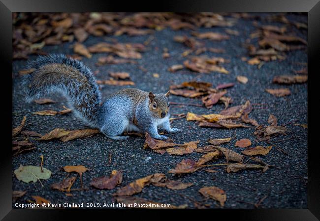 Squirrel Framed Print by Kevin Clelland