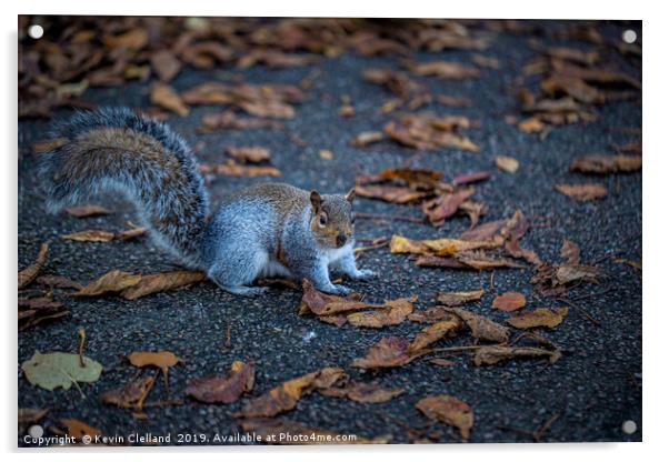 Squirrel Acrylic by Kevin Clelland