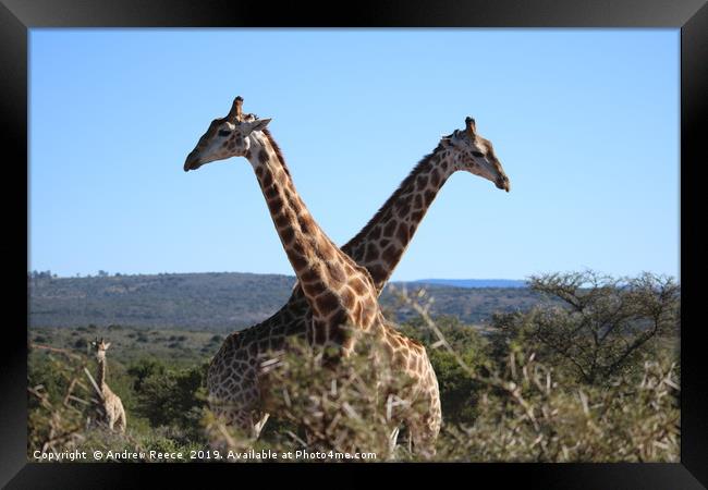 Let's cross and make up Framed Print by Andrew Reece