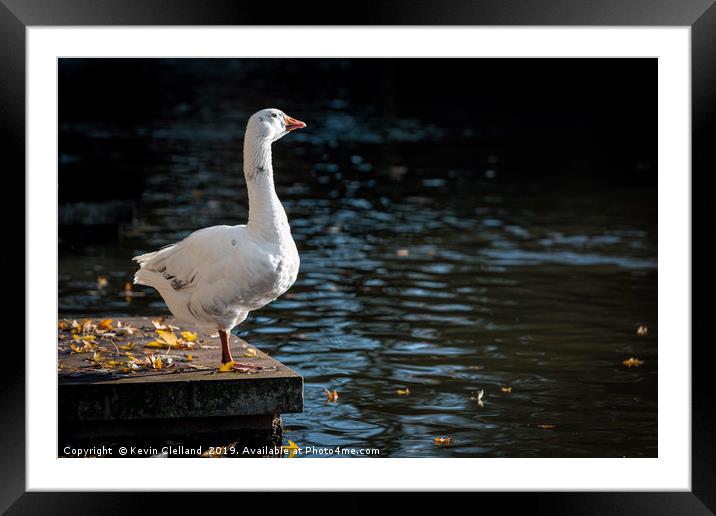 Goose Admiring the View Framed Mounted Print by Kevin Clelland