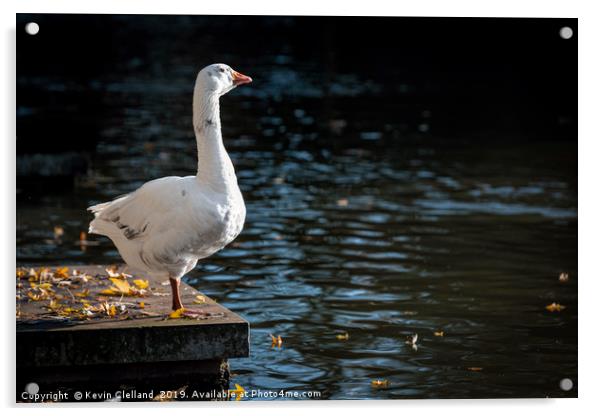 Goose Admiring the View Acrylic by Kevin Clelland