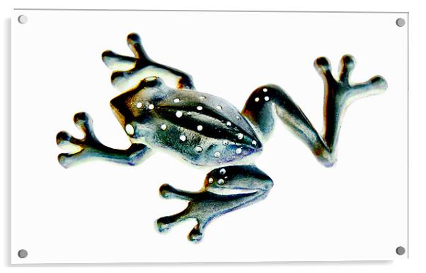 speckled frog Acrylic by Heather Newton
