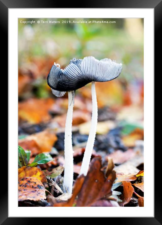 Hare's-foot Inkcap Framed Mounted Print by Terri Waters
