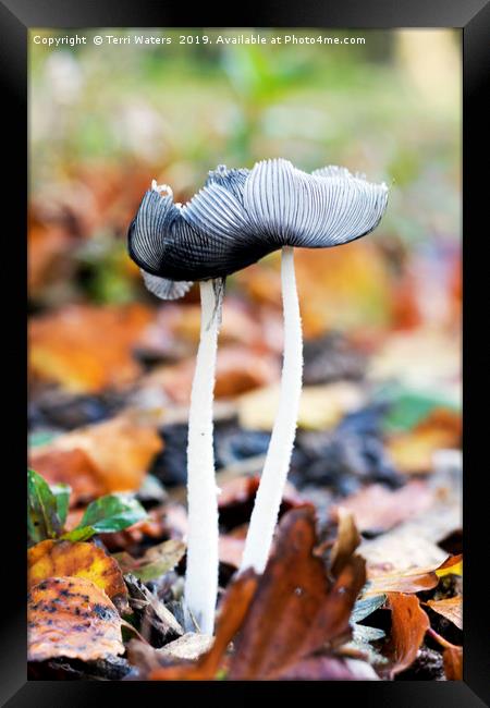Hare's-foot Inkcap Framed Print by Terri Waters