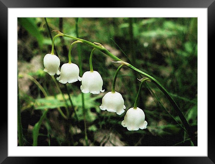 Lily Of The Valley Framed Mounted Print by Ian Jeffrey