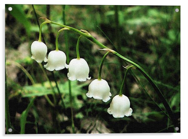 Lily Of The Valley Acrylic by Ian Jeffrey