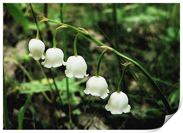 Lily Of The Valley Print by Ian Jeffrey