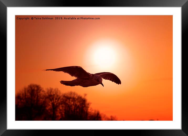 Seagull agaist Sunset Sky Framed Mounted Print by Taina Sohlman