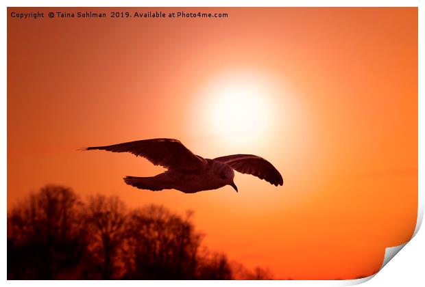 Seagull agaist Sunset Sky Print by Taina Sohlman