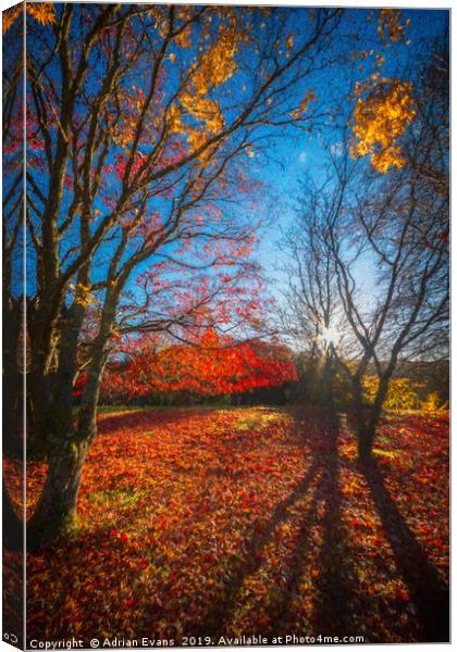 Autumn Forest Shadows Canvas Print by Adrian Evans