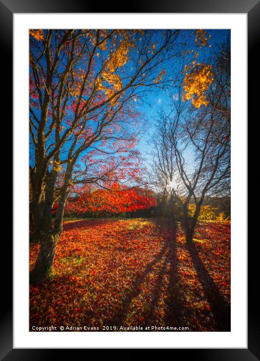 Autumn Forest Shadows Framed Mounted Print by Adrian Evans