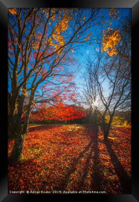 Autumn Forest Shadows Framed Print by Adrian Evans
