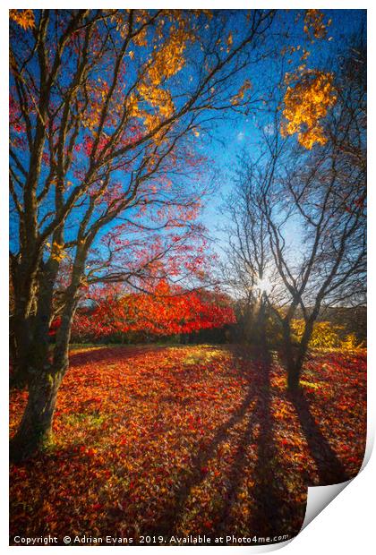 Autumn Forest Shadows Print by Adrian Evans