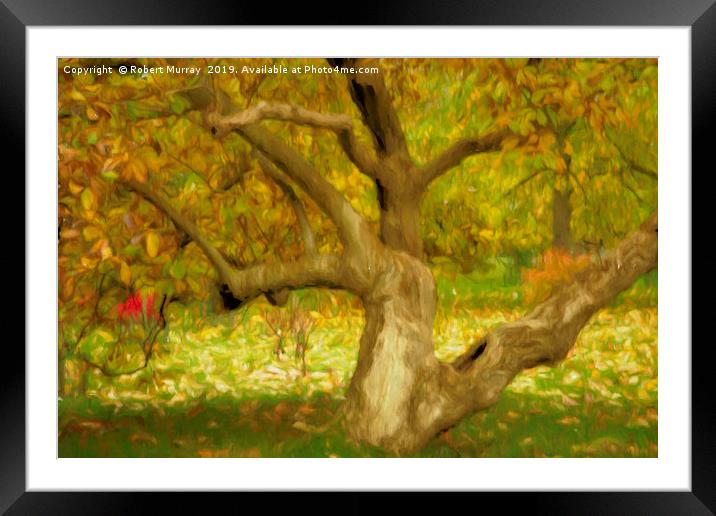 Gnarled Tree in Autumn Framed Mounted Print by Robert Murray