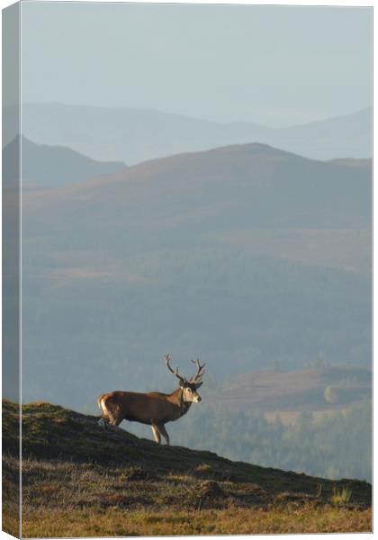Royal Stag in the Highlands  Canvas Print by Macrae Images