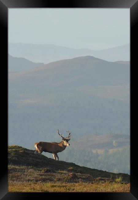 Royal Stag in the Highlands  Framed Print by Macrae Images