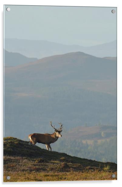 Royal Stag in the Highlands  Acrylic by Macrae Images