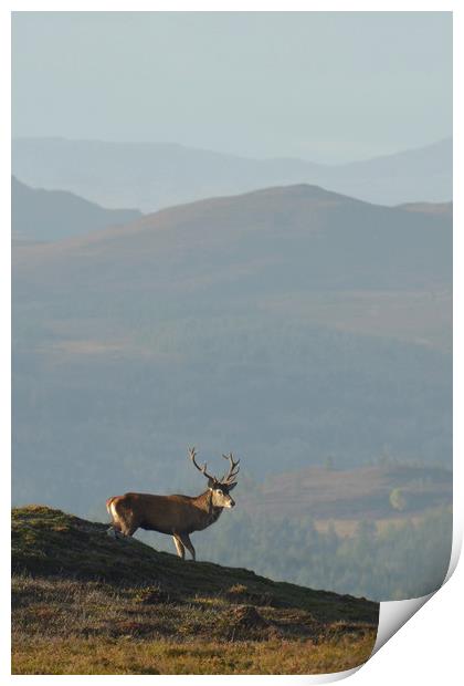 Royal Stag in the Highlands  Print by Macrae Images