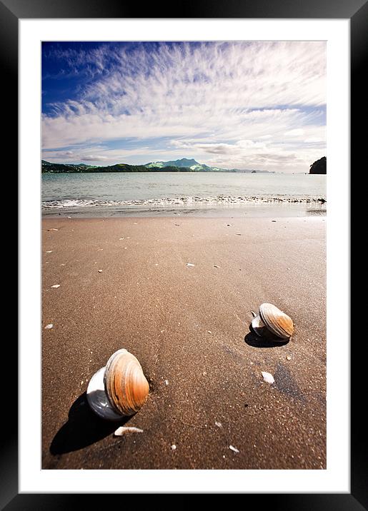 Two Shells Framed Mounted Print by Stephen Mole