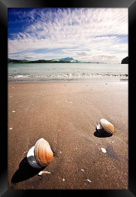Two Shells Framed Print by Stephen Mole