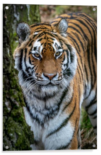 Amur Tiger Acrylic by Tony Bishop