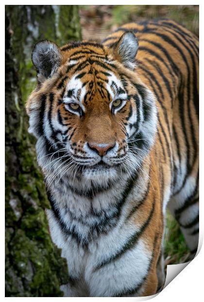 Amur Tiger Print by Tony Bishop