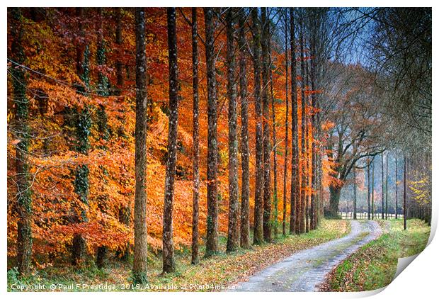  A Devon Lane in Autumn Print by Paul F Prestidge
