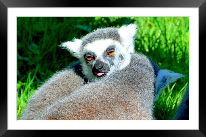 Cheeky Lemur Framed Mounted Print by Louise Godwin