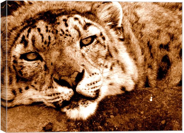 Snow Leopard In Sepia Canvas Print by Louise Godwin