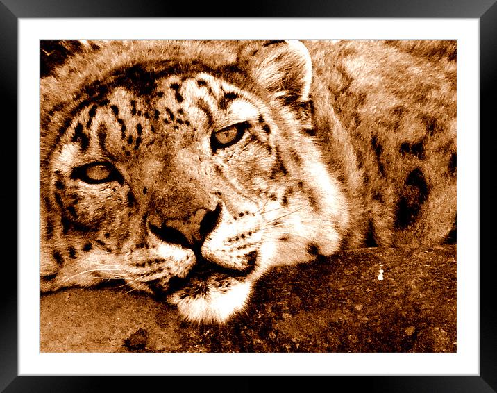 Snow Leopard In Sepia Framed Mounted Print by Louise Godwin