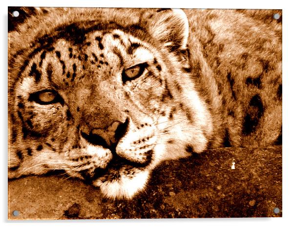 Snow Leopard In Sepia Acrylic by Louise Godwin