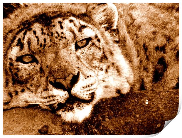 Snow Leopard In Sepia Print by Louise Godwin