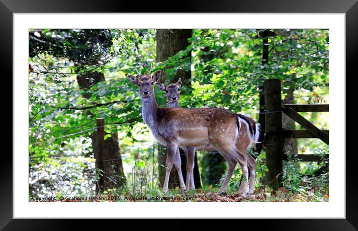 Majestic Fallow Deer Framed Mounted Print by Graham Nathan