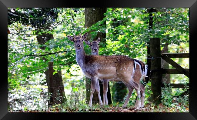 Majestic Fallow Deer Framed Print by Graham Nathan