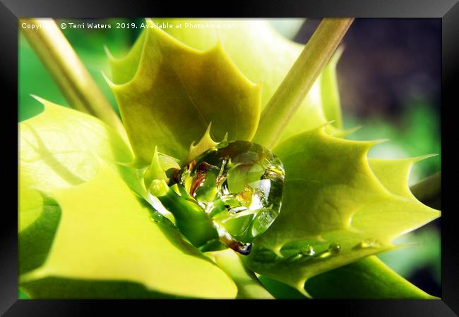 Mahonia after the Rain Framed Print by Terri Waters