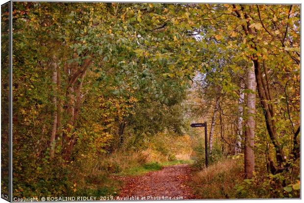 "A walk in the Autumn woods" Canvas Print by ROS RIDLEY