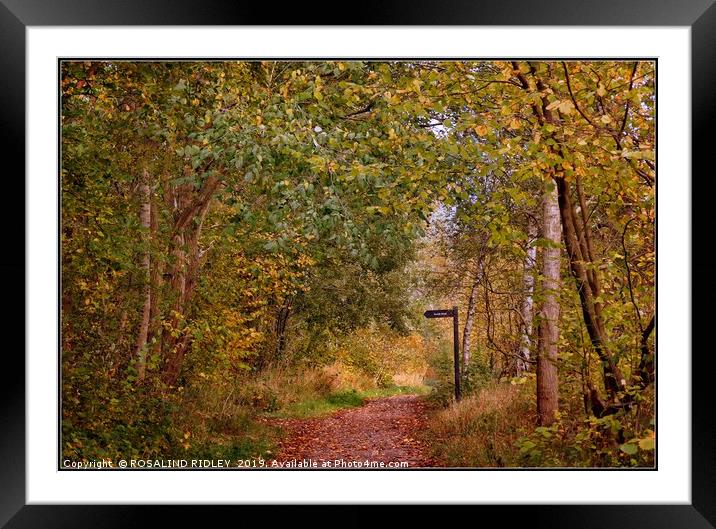 "A walk in the Autumn woods" Framed Mounted Print by ROS RIDLEY