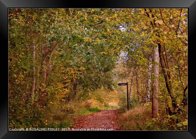 "A walk in the Autumn woods" Framed Print by ROS RIDLEY