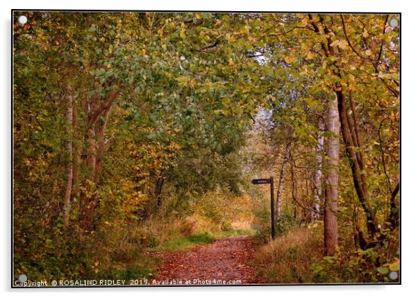 "A walk in the Autumn woods" Acrylic by ROS RIDLEY