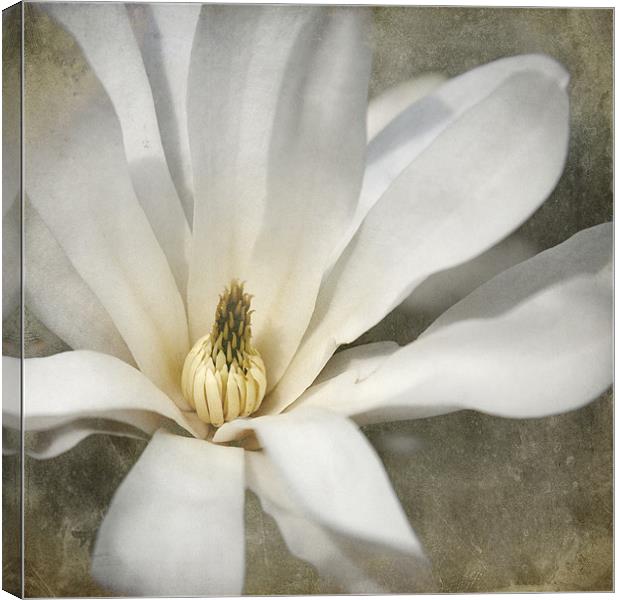 Magnolia Flower Canvas Print by Dave Turner